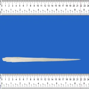 Extra Large Stingray Barb SB24
