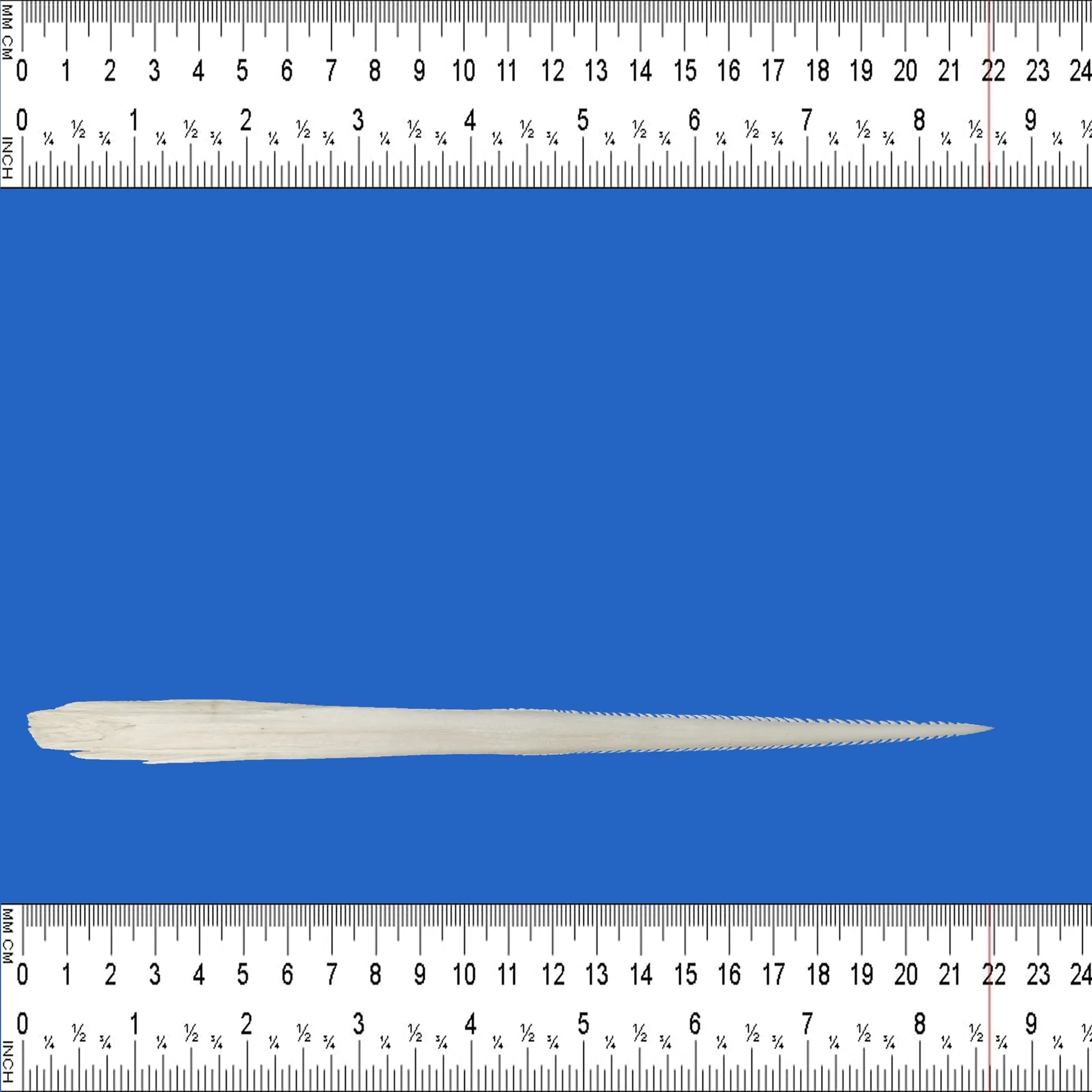 Extra Large Stingray Barb SB24