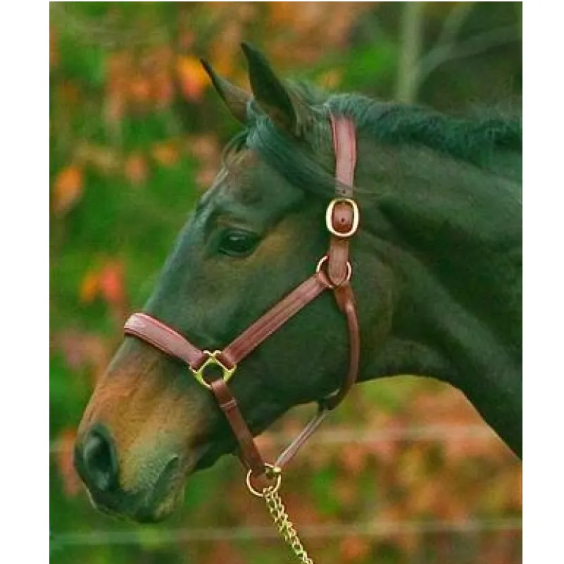 HDR Fancy Stitched Padded Halter   FREE Custom Name Tag