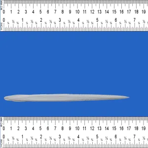 Large Stingray Barb SB23