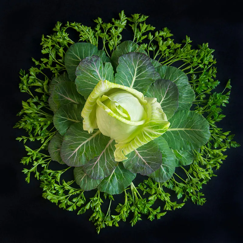 Mandala Fine Art Metal Print, Cabbage, Collard Greens and Italian Parsley
