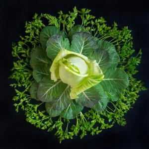Mandala Fine Art Metal Print, Cabbage, Collard Greens and Italian Parsley