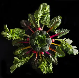 Mandala Fine Art Metal Print, Radish, Chard and Broccoli