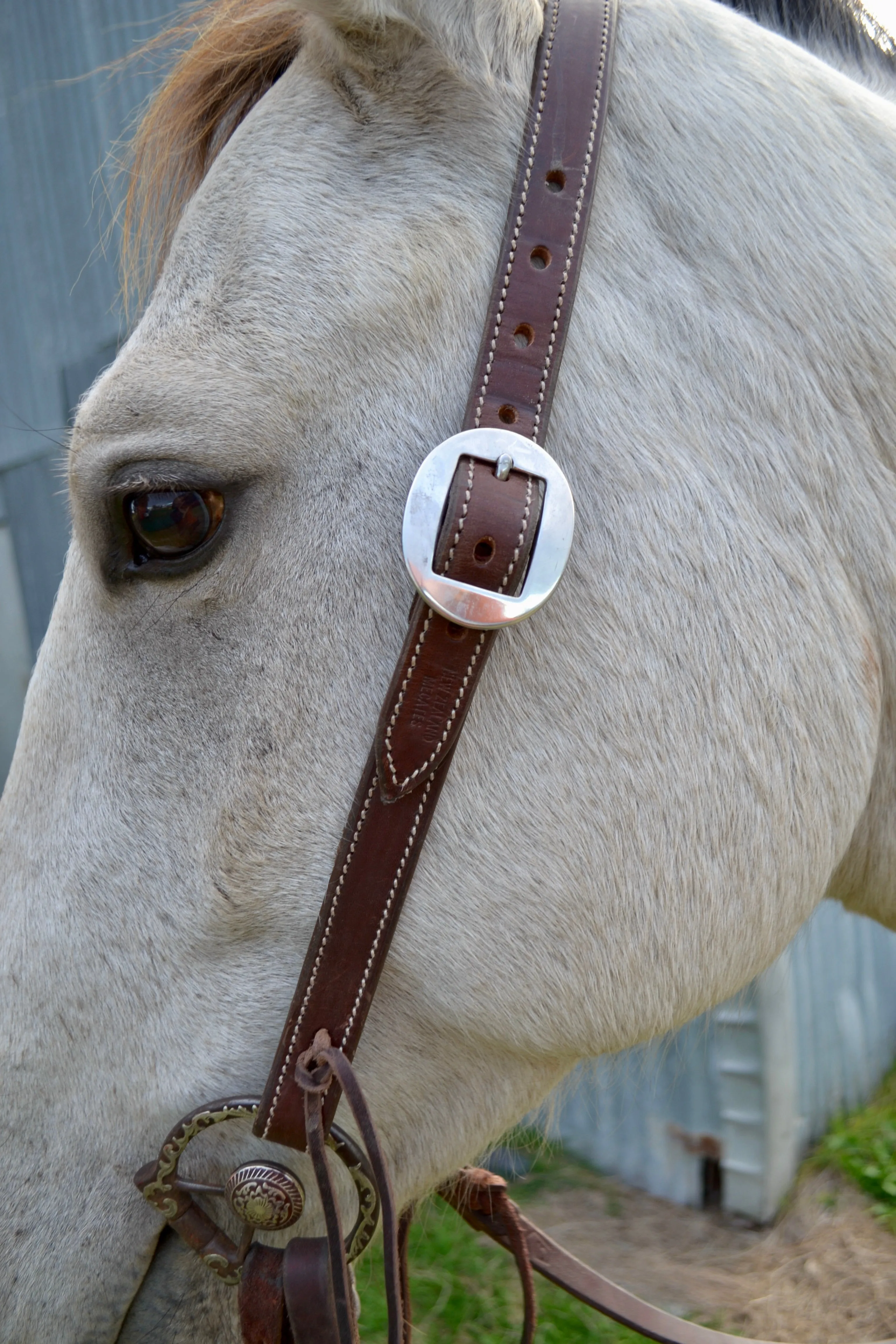 Traditional simple headstall.