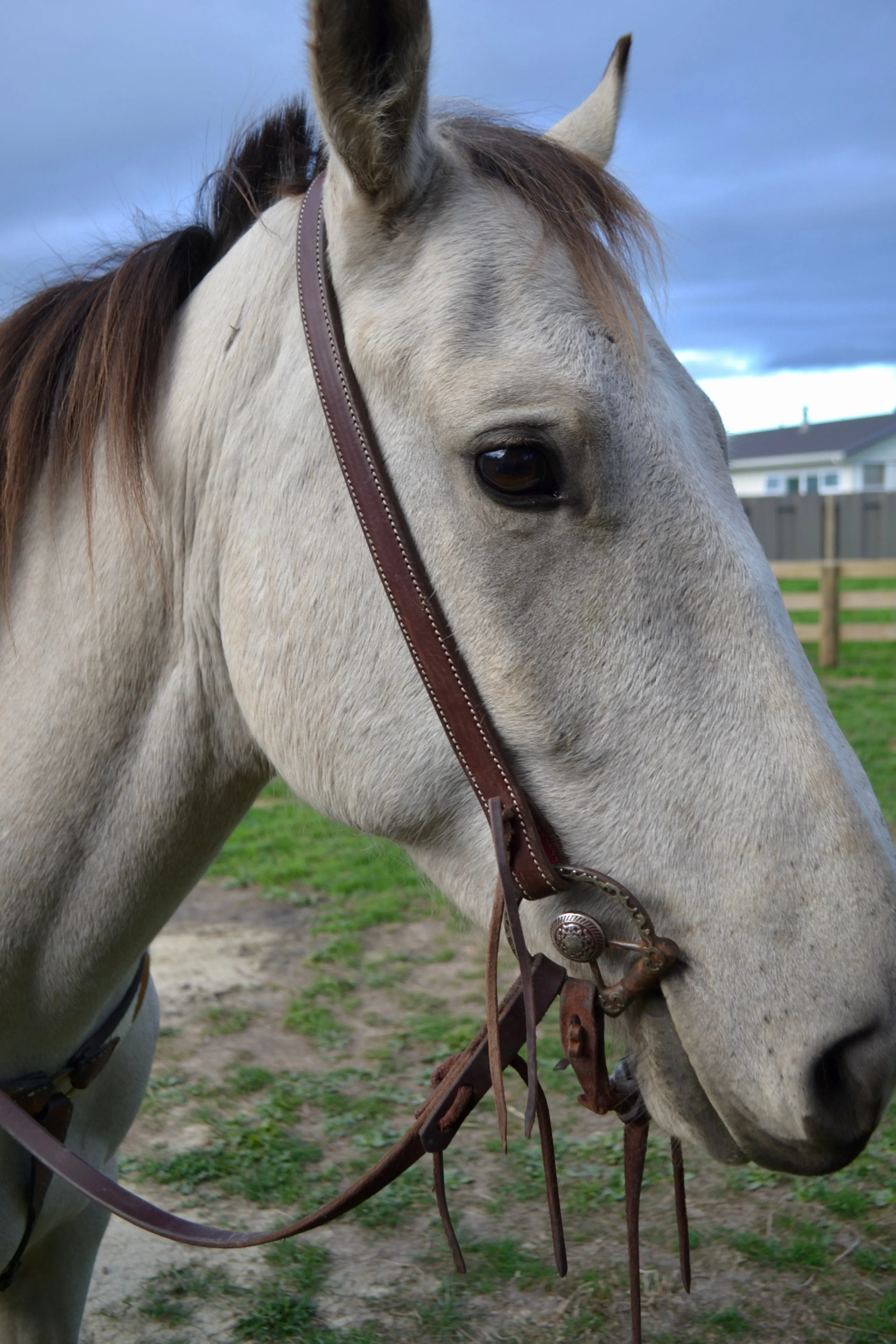Traditional simple headstall.